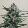 Blueberry Auto